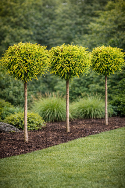 Кипарисовик туполистий Гітте на штамбі